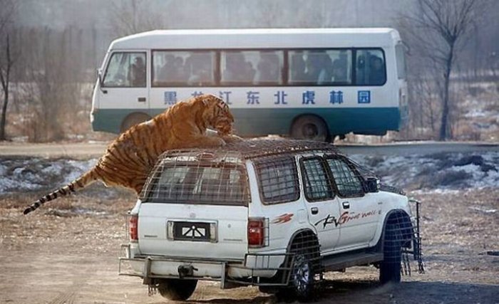 Аттракцион с тиграми (5 фото)