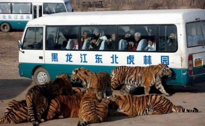 Аттракцион с тиграми (5 фото)