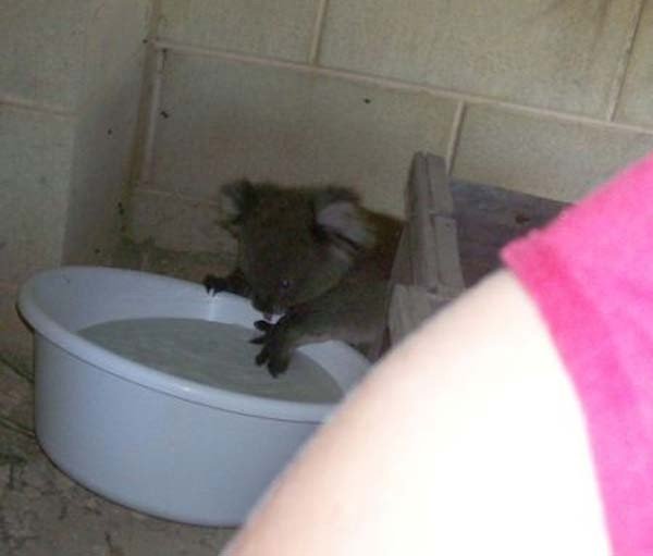 Ванная для коалы (5 фото)