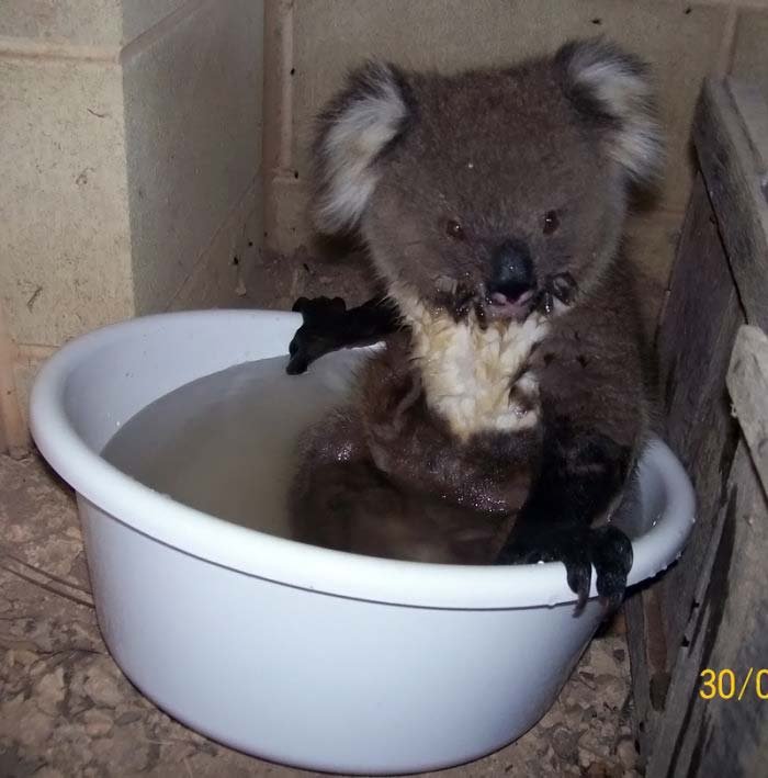 Ванная для коалы (5 фото)
