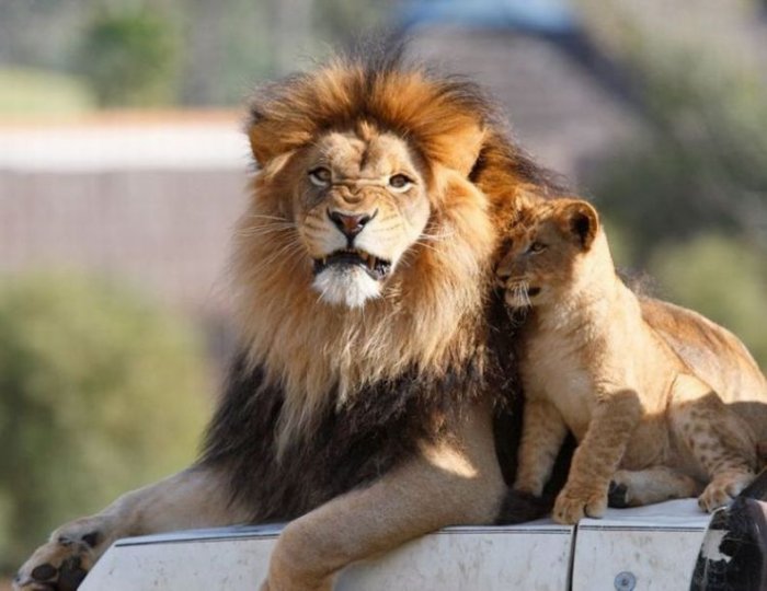 Семья львов (17 фото)