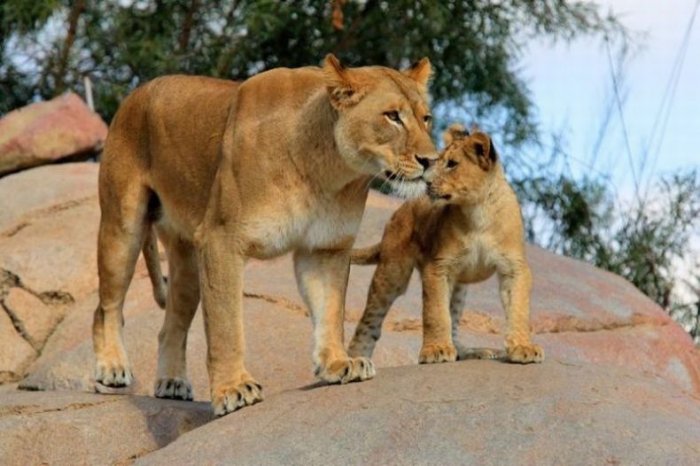 Семья львов (17 фото)
