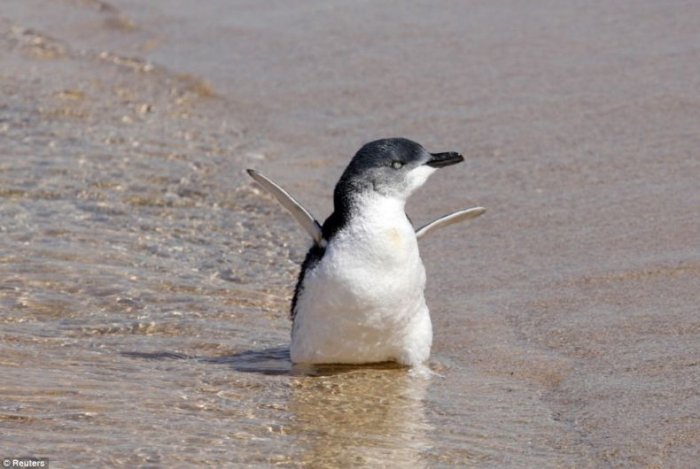 Маленькие пингвины (6 фото)