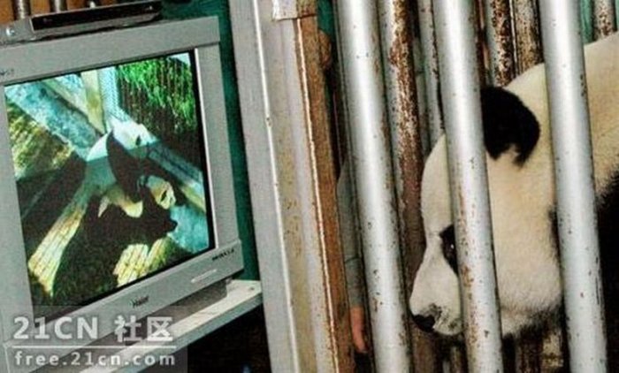 Панды смотрят порнушку (6 фото)