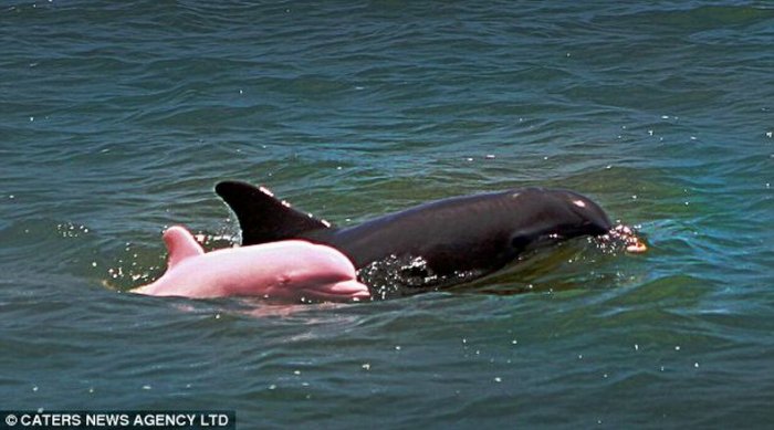 Розовый дельфин (3 фото)