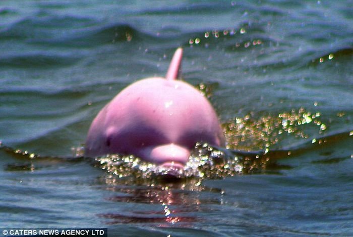 Розовый дельфин (3 фото)