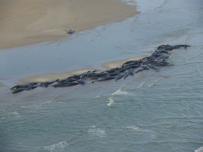 В Австралии киты выбросились на берег (9 фото)