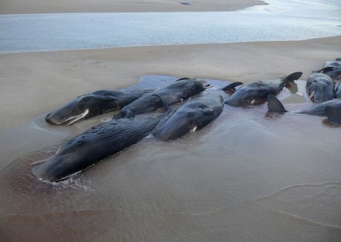 В Австралии киты выбросились на берег (9 фото)