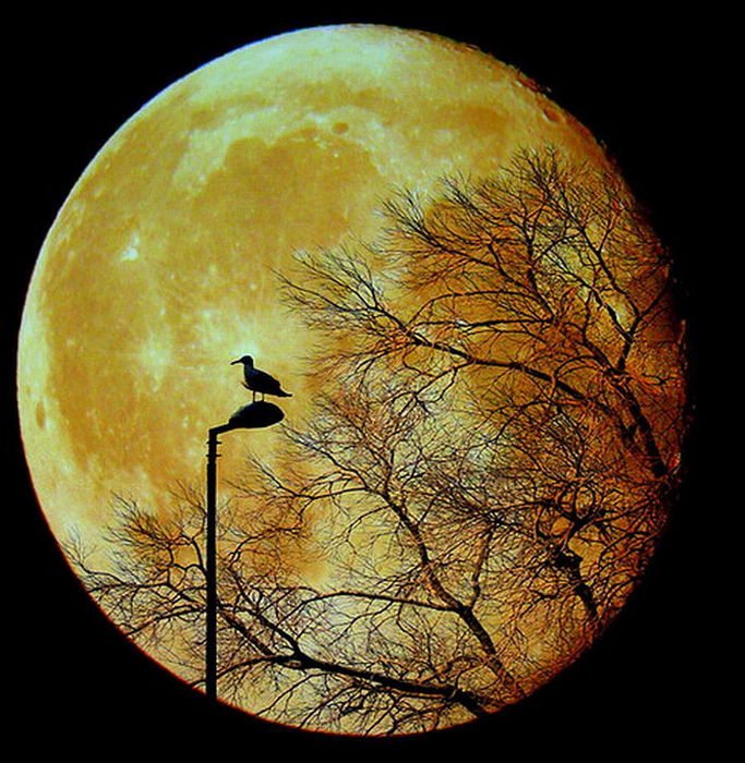 Очень красивые фотографии луны (14 фото)