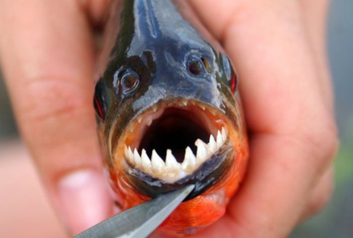 Страшные рыбки (27 фото)