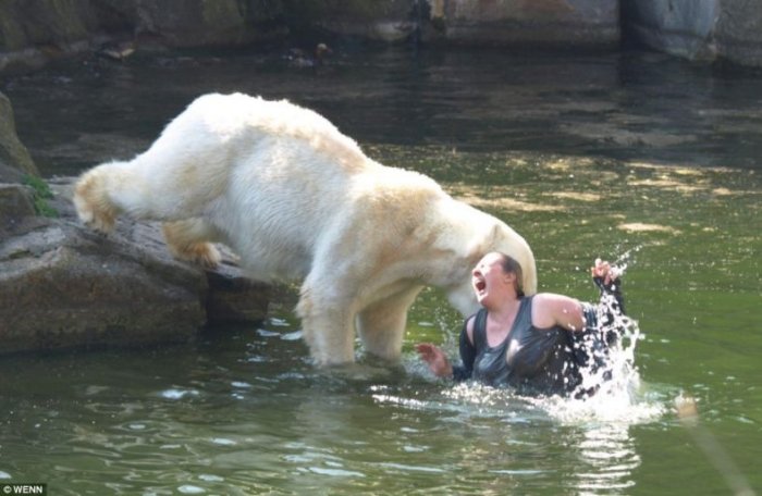 Женщина упала в вольер к белым медведям (4 фото + видео)