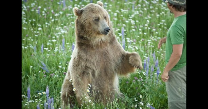 Домашний медведь (23 фото)