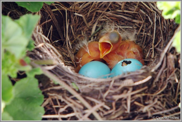 Рождение птенцов (13 фото)