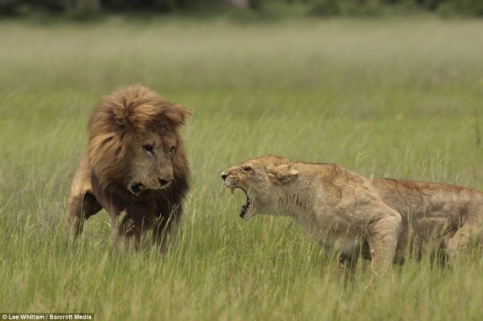 Семейные разборки у львов (3 фото)