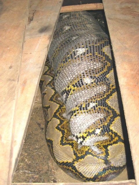 Огромная змея (5 фото)