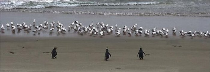 Крутые пингвины идут купаться (3 фото)