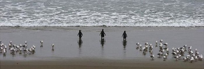 Пингвины идут с пляжа молча. Пингвины идут купаться. 2 Пингвина идут купаться.