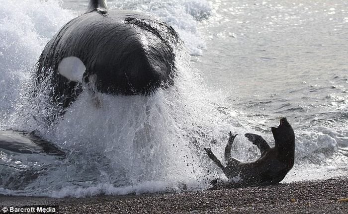 Тюлень сбежал от касатки (4 фото)