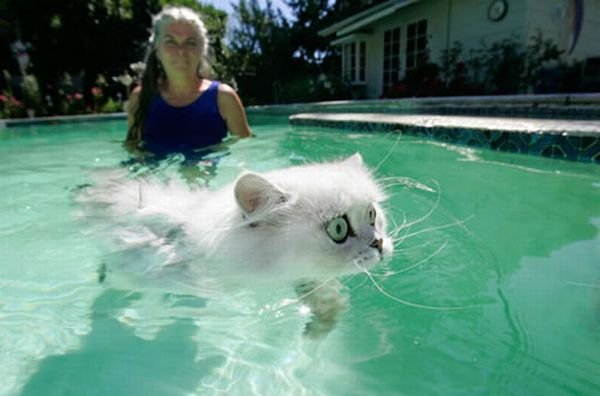 Коты в воде (14 фото)