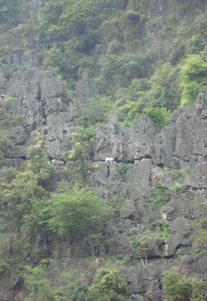 Козлы на скалах (5 фото)