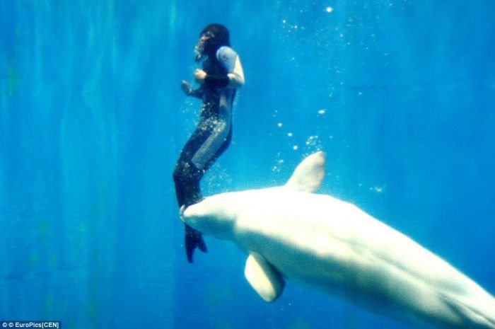 Дельфин спас человека (3 фото)