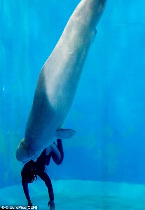 Дельфин спас человека (3 фото)
