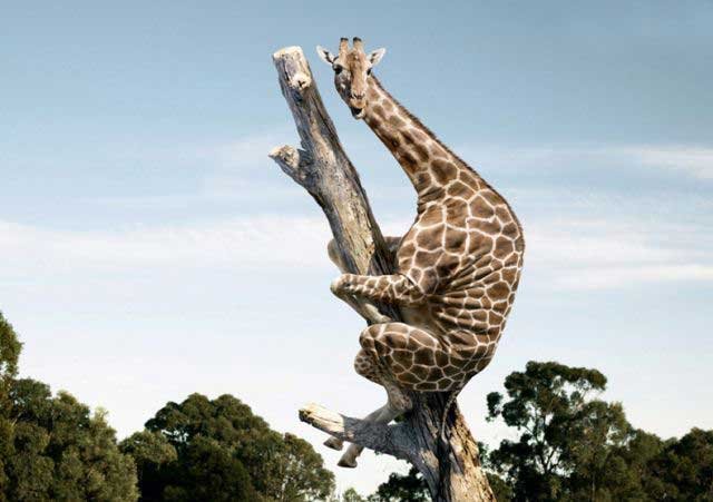 Забавные жирафы (38 фото)