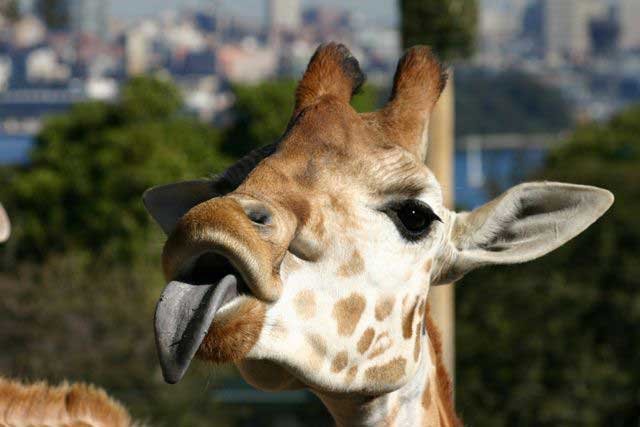 Забавные жирафы (38 фото)