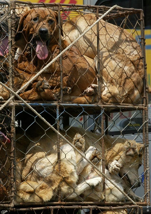 Собачьи рынки в Южной Корее (14 фото)