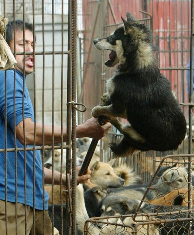 Собачьи рынки в Южной Корее (14 фото)