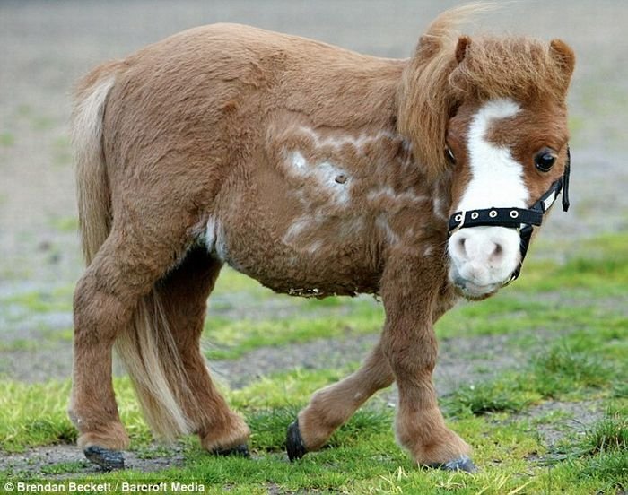 Наименьшая лошадь в мире. Карликовая лошадка Фалабелла. Литтл Пампкин лошадь. Мини пони мини Хорс. Пони Фалабелла маленькая лошадь.