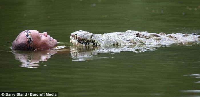 Дрессированный крокодил (4 фото)