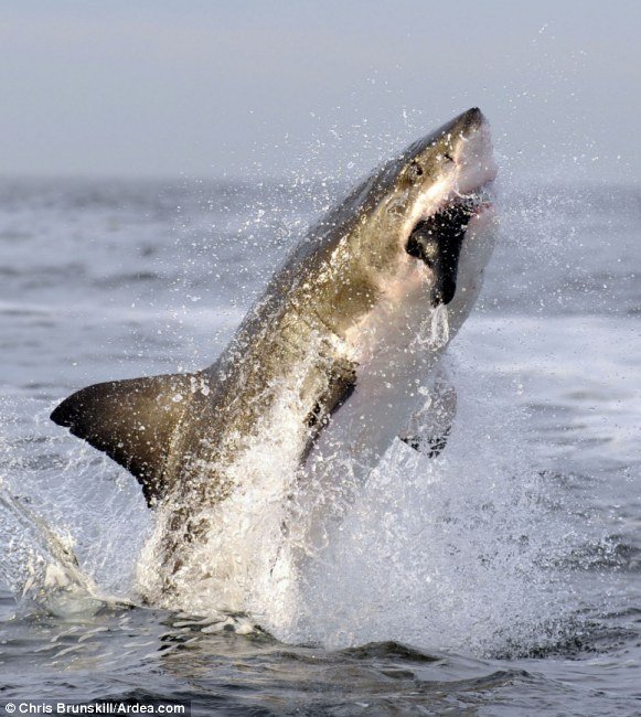 Прыжок белой акулы (3 фото)