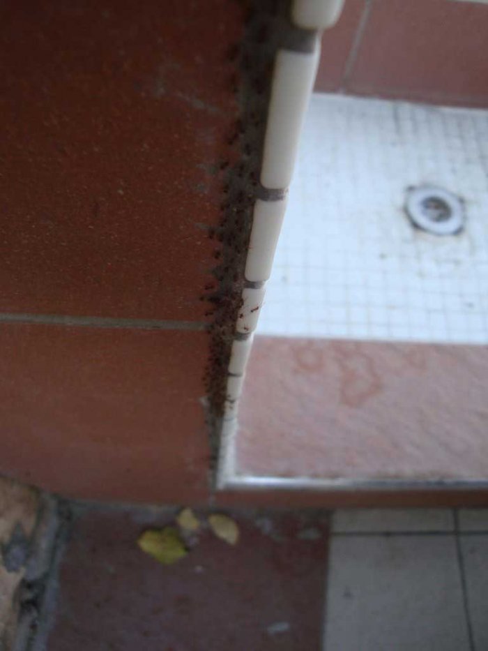 Как муравьи воровали чипсы (26 фото)