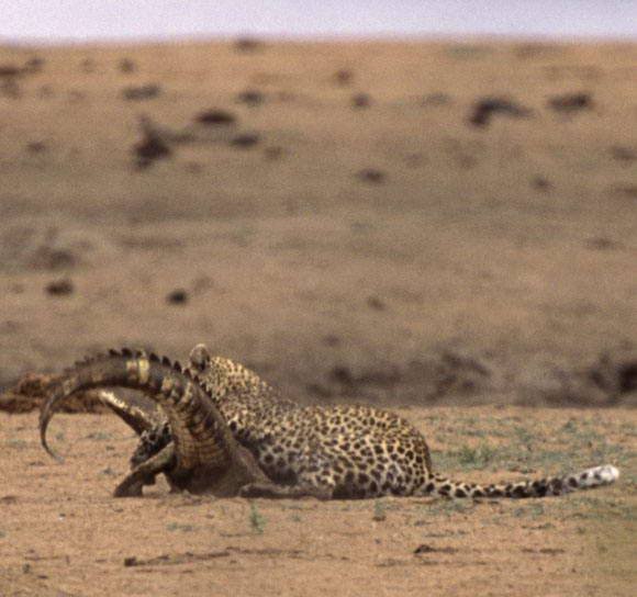 Леопард против крокодила (31 фото)
