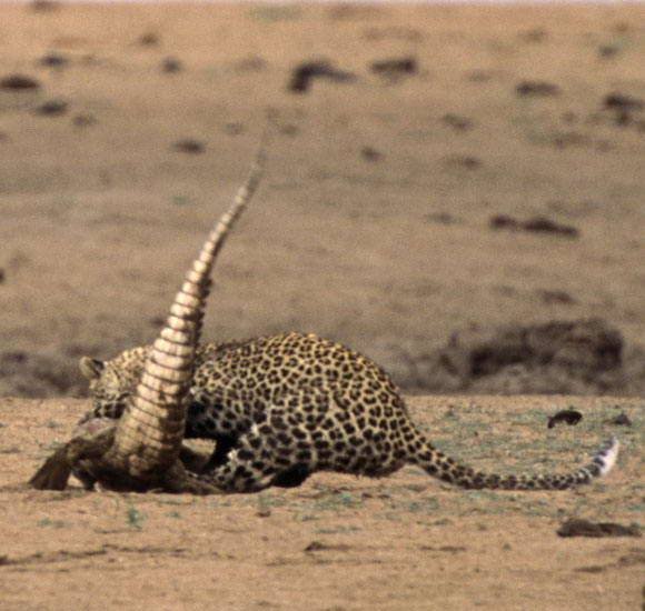 Леопард против крокодила (31 фото)