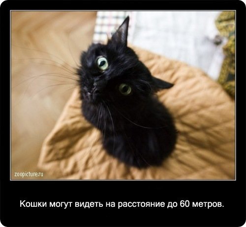 Интересные факты о кошках (90 фото)