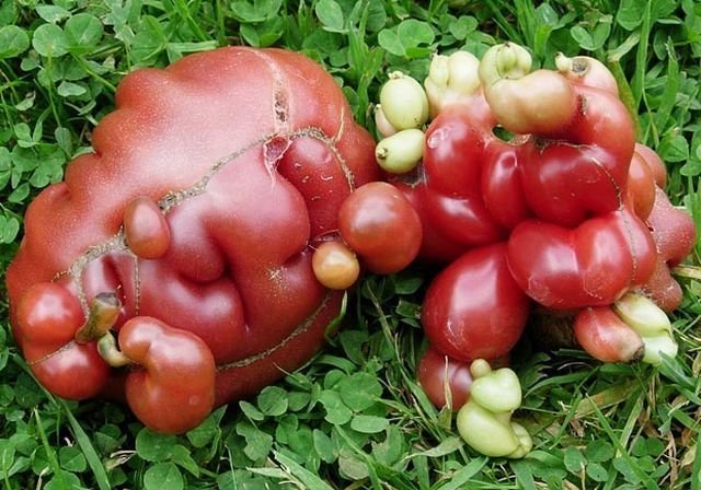 Овощи странной формы (23 фото)