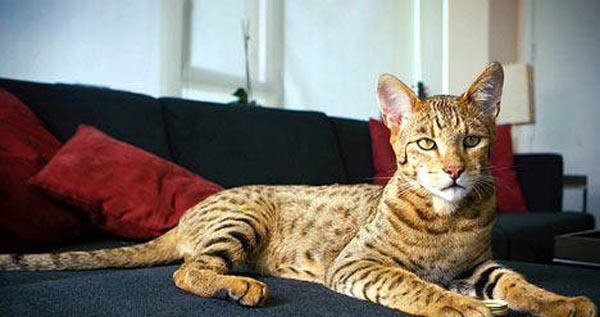 Самая дорогая кошка в мире (9 фото + текст)