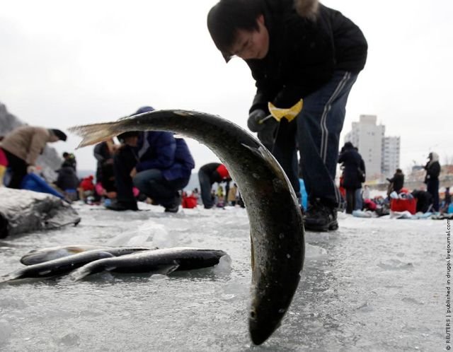 Фестиваль зимней рыбалки в Южной Корее (13 фото)