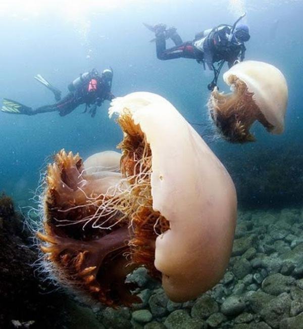 Полчища медуз заполонили побережье Японии (10 фото)