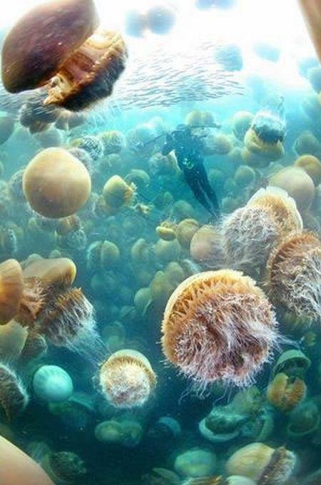 Полчища медуз заполонили побережье Японии (10 фото)