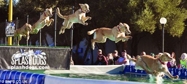 Соревнования по прыжкам собак (4 фото)