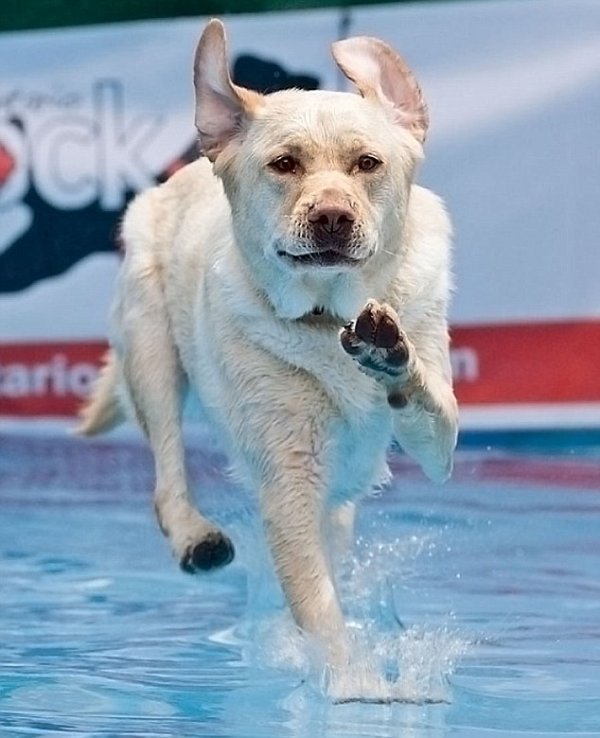 Соревнования по прыжкам собак (4 фото)