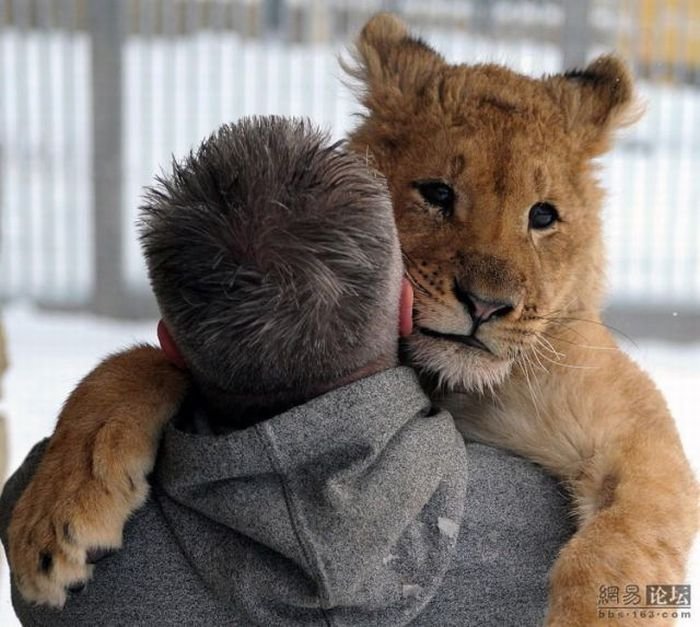 Дружба человека и льва (9 фото)