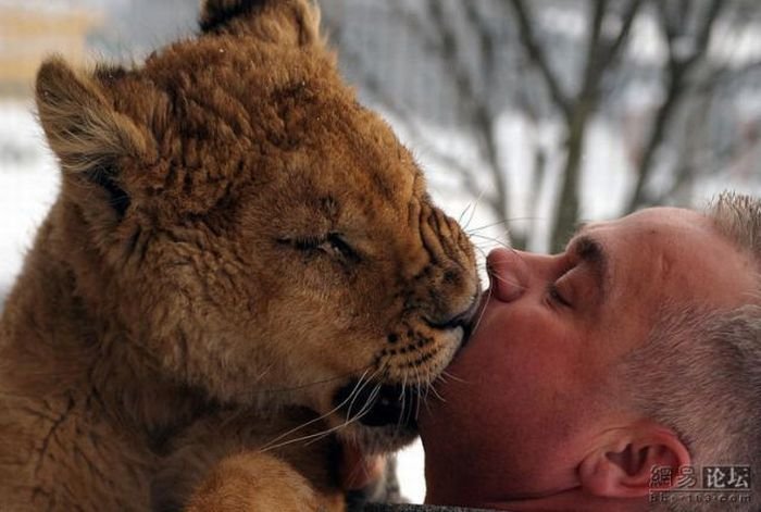 Дружба человека и льва (9 фото)