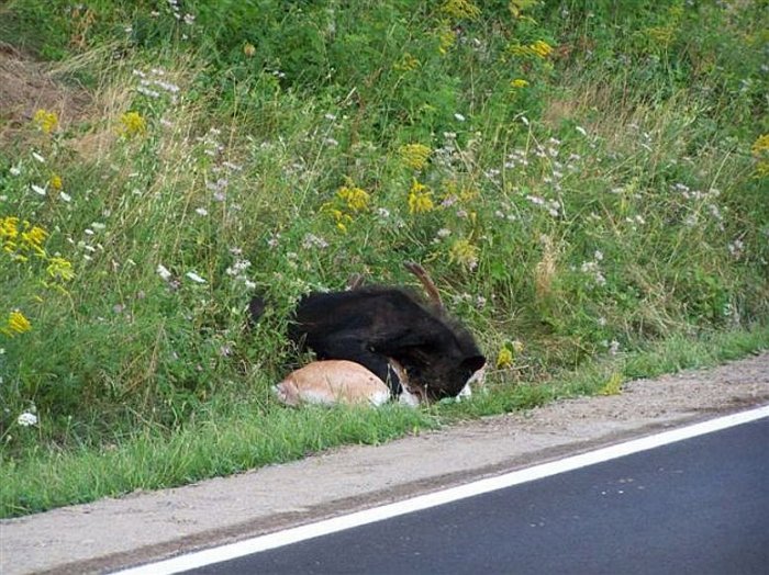 Медведь загрыз оленя прямо возле дороги (17 фото)