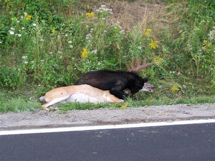 Медведь загрыз оленя прямо возле дороги (17 фото)