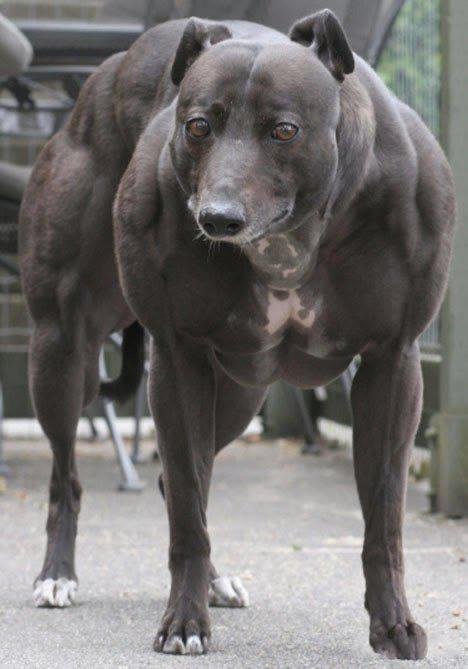 Мускулистый пес (7 фото + тест)