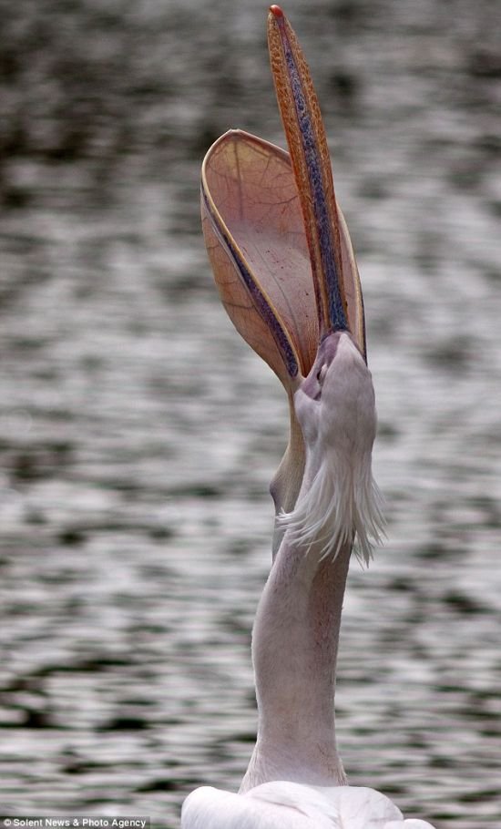 Пеликан сожрал голубя (4 фото)